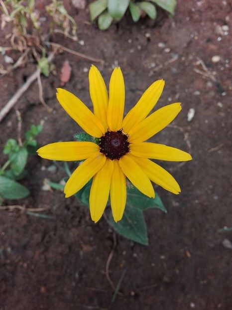 35381711_989516467901937_3162651648614989824_n (1) - flori de gradina