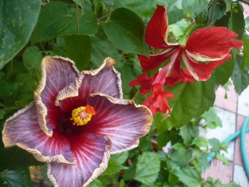 17.06.2018 - HIBISCUSI 2018-2