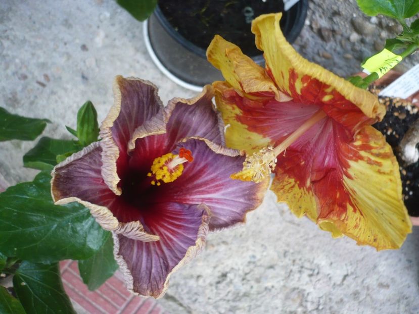 P1380105 - HIBISCUSI 2018-2