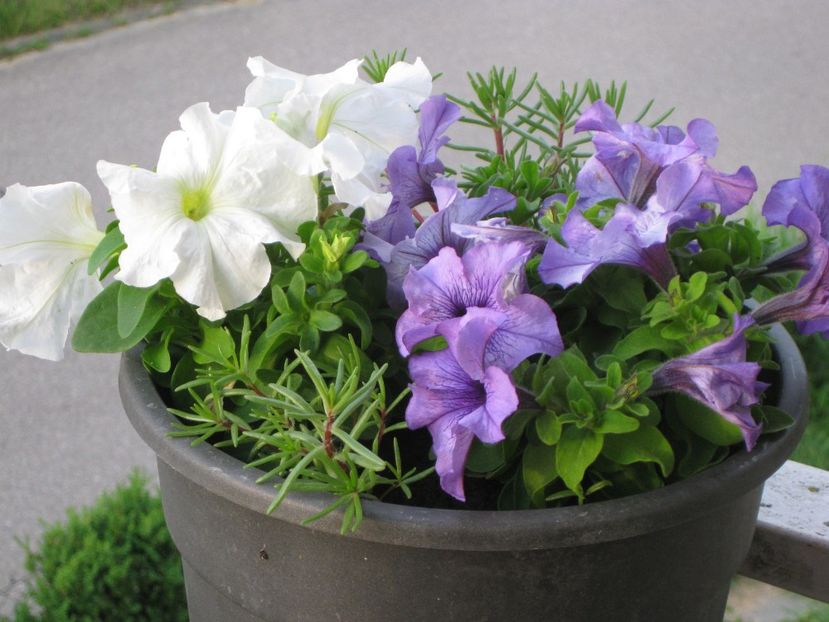 petunii - Alte flori 2018