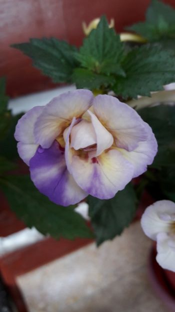  - 09 Achimenes 2018