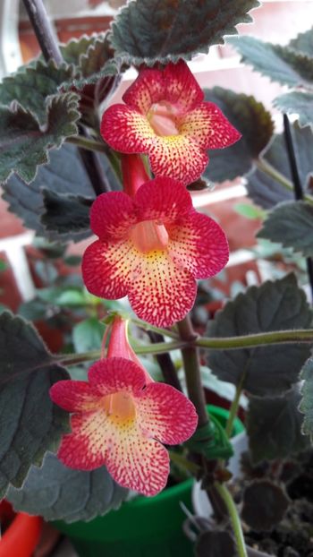  - 09 Achimenes 2018