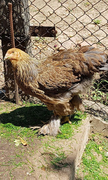  - a__Pui si tineret brahma 2018