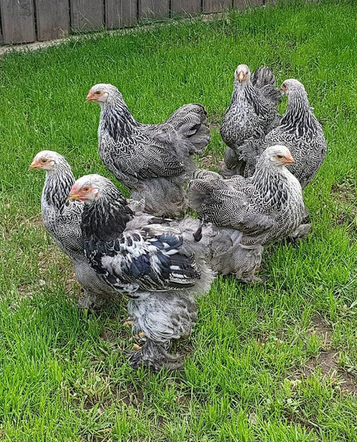  - a__Pui si tineret brahma 2018