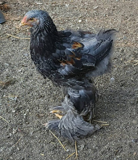  - a__Pui si tineret brahma 2018