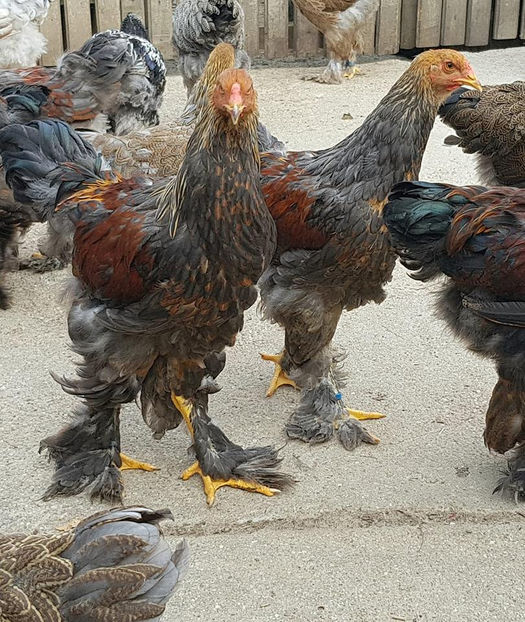  - a__Pui si tineret brahma 2018