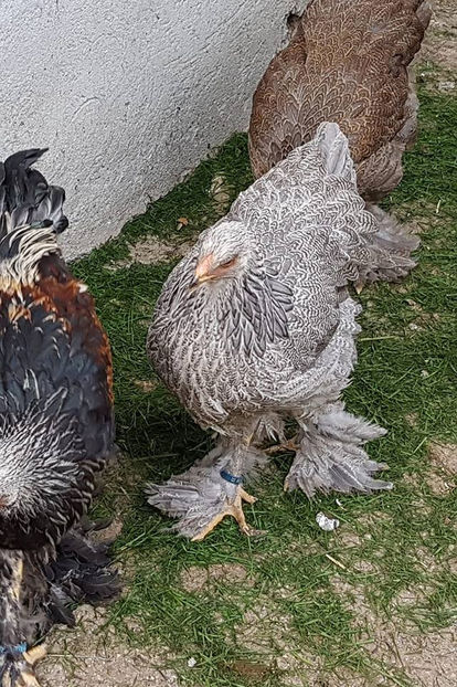  - a__Pui si tineret brahma 2018