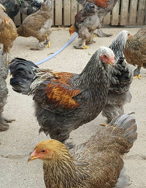  - a__Pui si tineret brahma 2018