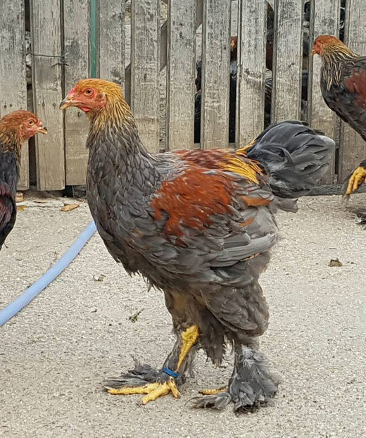  - a__Pui si tineret brahma 2018