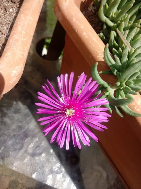 Delosperma Cooperi - Delosperma-Lampranthus