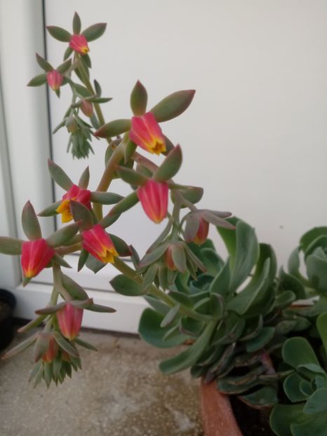 Echeveria Glauca - Echeveria si alte suculente asemanatoare