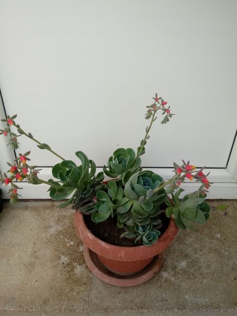 Echeveria Glauca - Echeveria si alte suculente asemanatoare