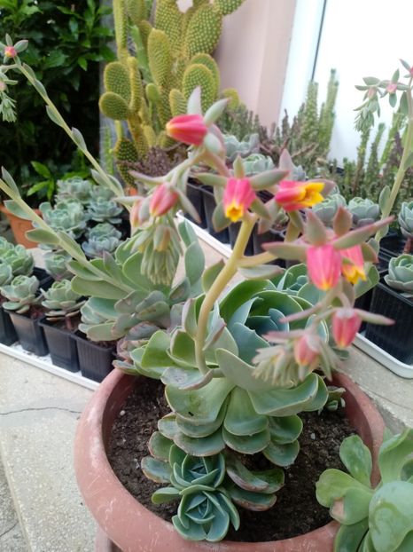 Echeveria Glauca - Echeveria si alte suculente asemanatoare