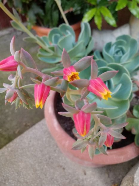 Echeveria Glauca - Echeveria si alte suculente asemanatoare
