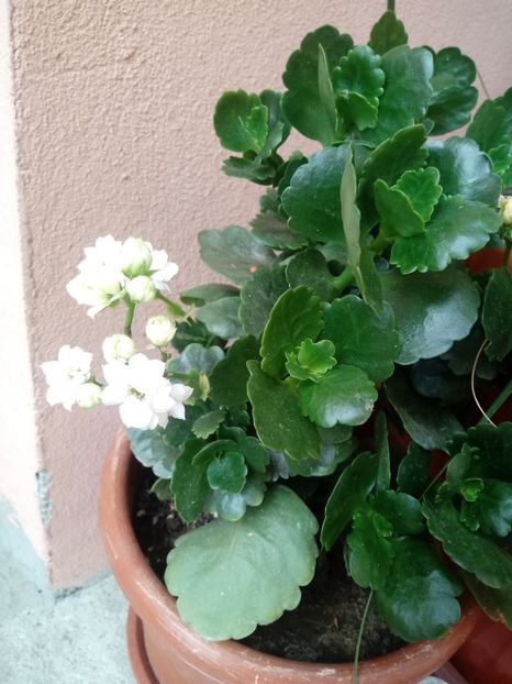  - Kalanchoe blossfeldiana si alte tipuri