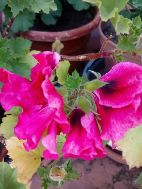 20180617_115154_Burst01 - Muscate