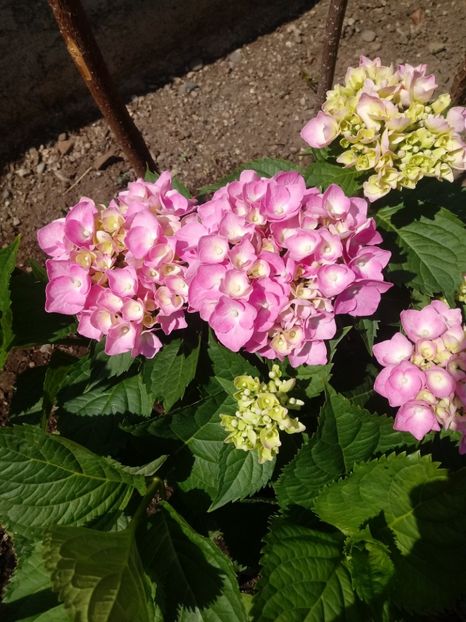 20180617_115557_Burst01 - Gradina mea