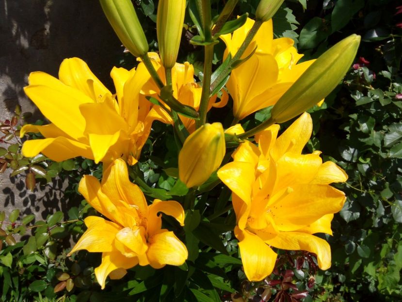 Fata Morgana - A CRINI 2018