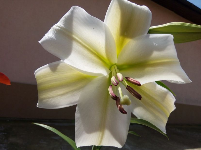 Gizmo - A CRINI 2018