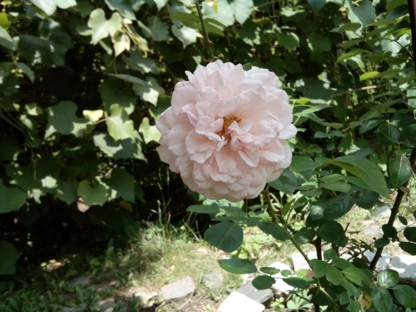  - Alexandra Princesse de Luxembourg urcător