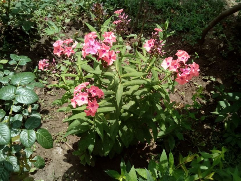  - Phlox zise și brumărele