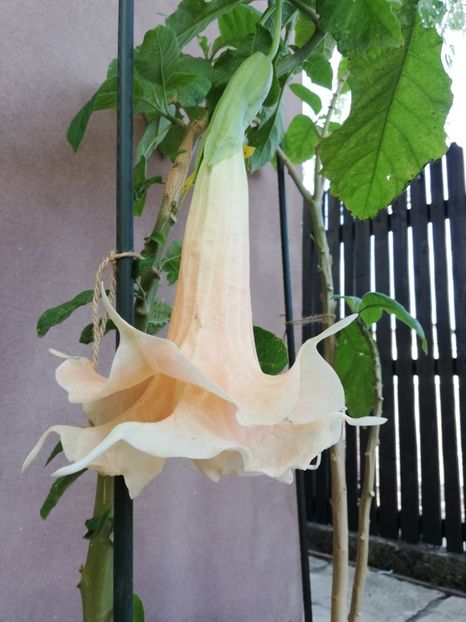  - Brugmansia