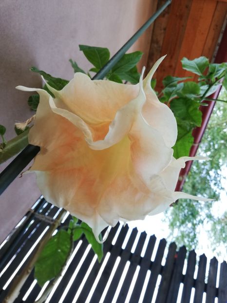  - Brugmansia