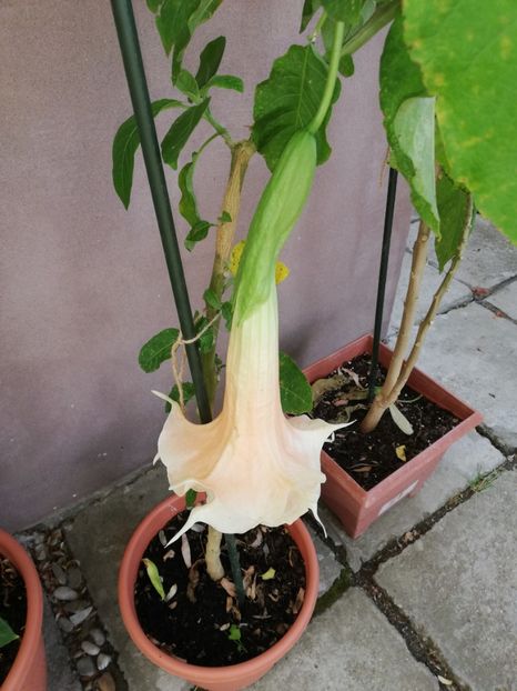  - Brugmansia