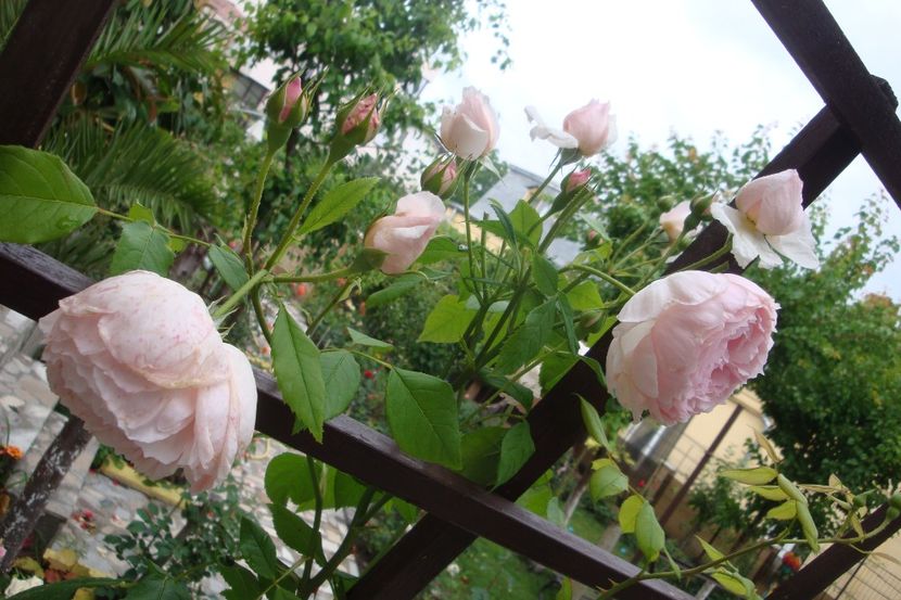  - The Wedgewood Rose