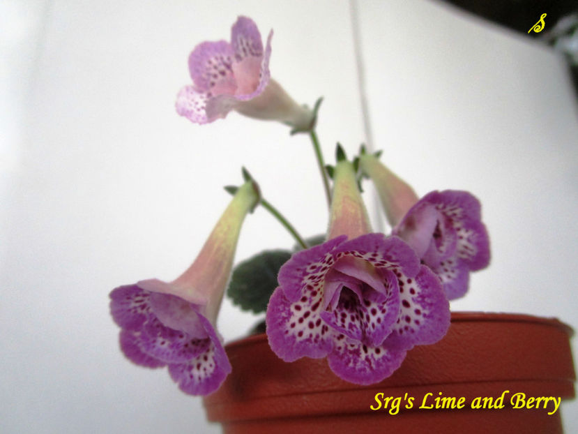 SRG s  Lime and Berry(17-06-2018) - Sinningii 2018