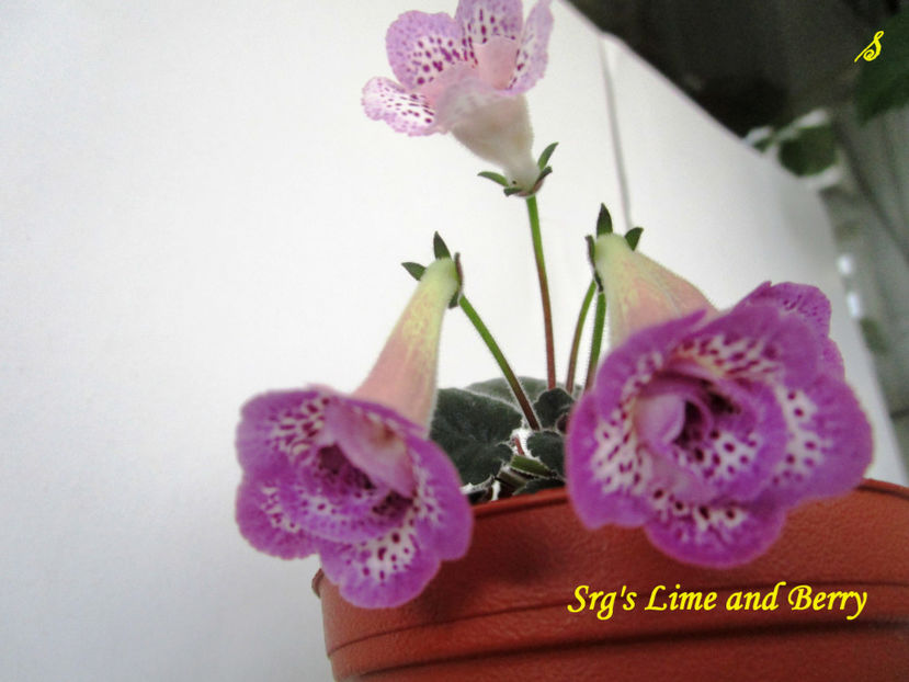 SRG s Lime and Berry(17-06-2018) - Sinningii 2018