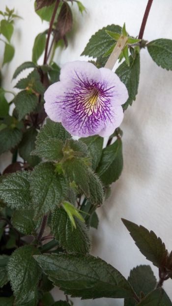  - Ambroise Verschaffelt