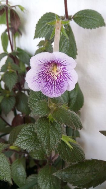  - Ambroise Verschaffelt