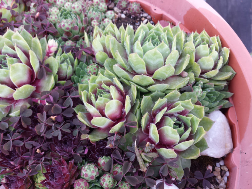  - Sempervivum - 2018 - 2020