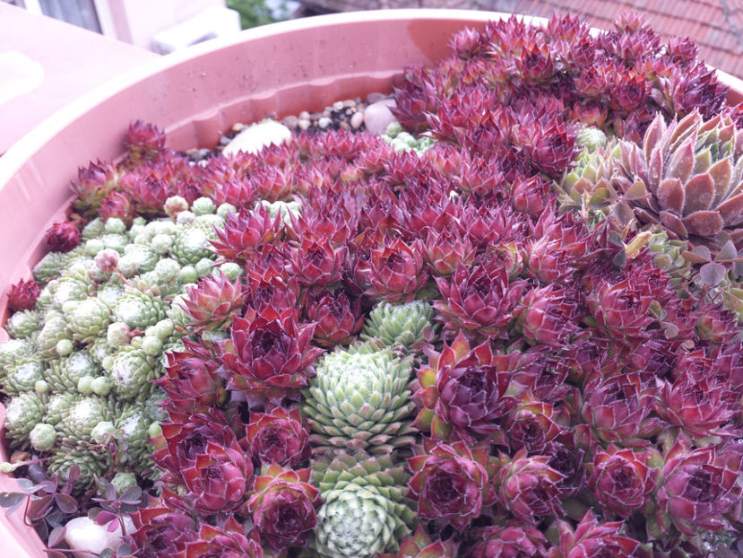  - Sempervivum - 2018 - 2020