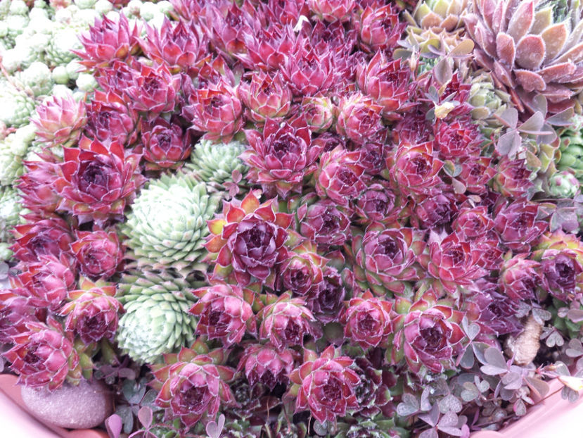  - Sempervivum - 2018 - 2020