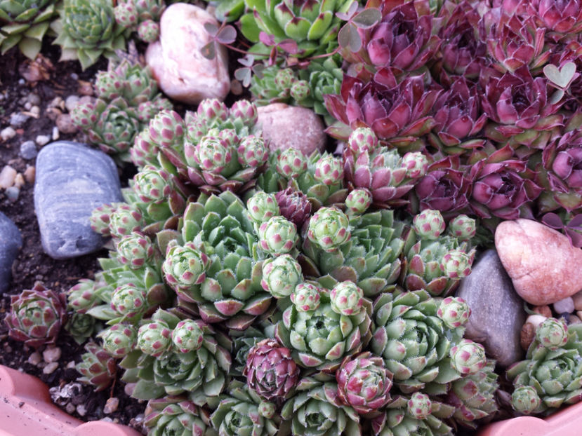  - Sempervivum - 2018 - 2020