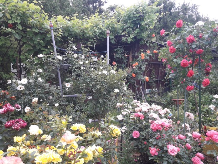  - IMAGINI MIXTE GRADINA 2018