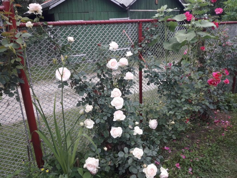  - IMAGINI MIXTE GRADINA 2018