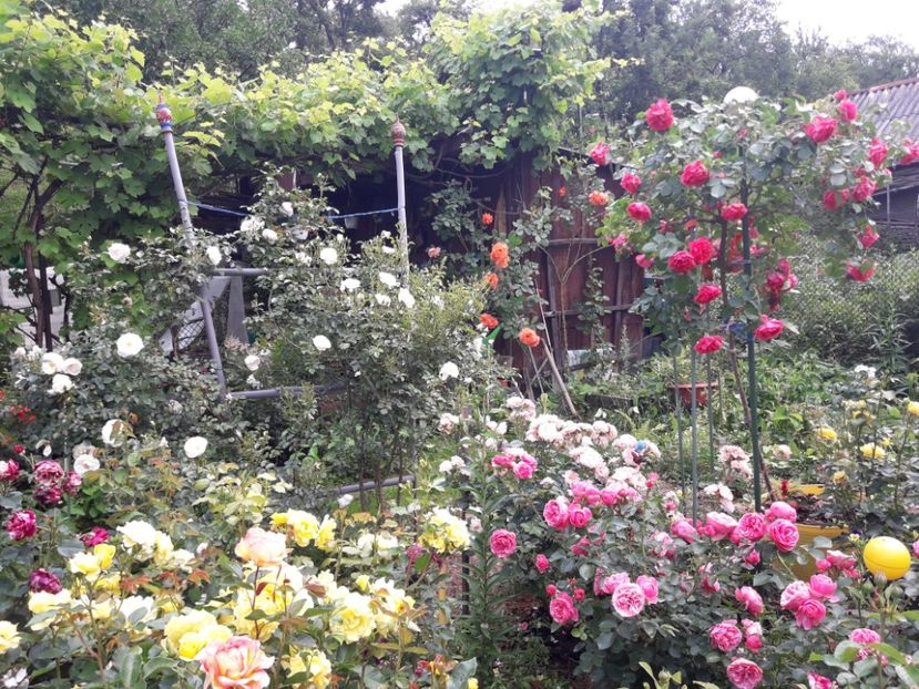  - IMAGINI MIXTE GRADINA 2018
