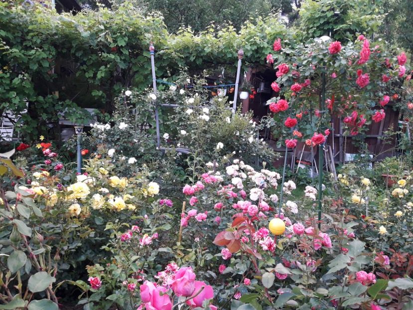  - IMAGINI MIXTE GRADINA 2018
