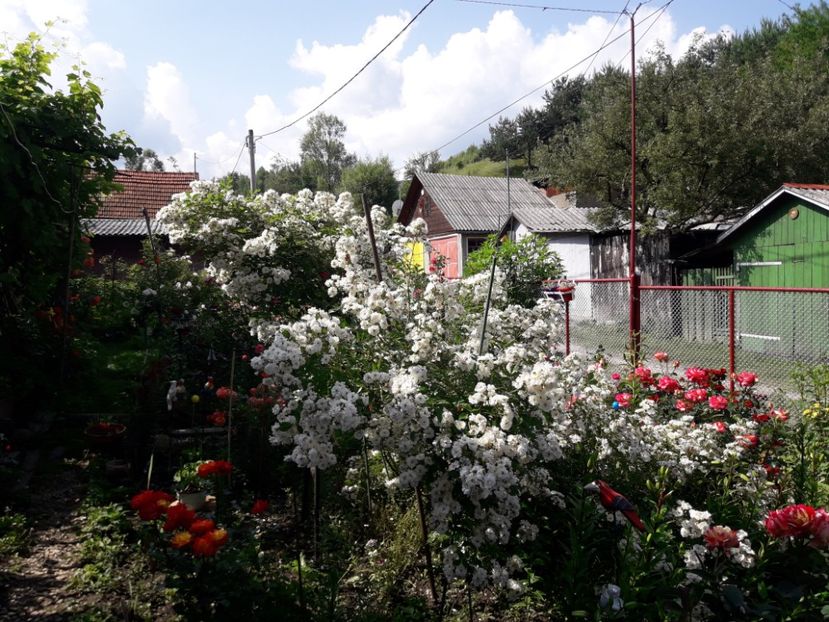  - IMAGINI MIXTE GRADINA 2018