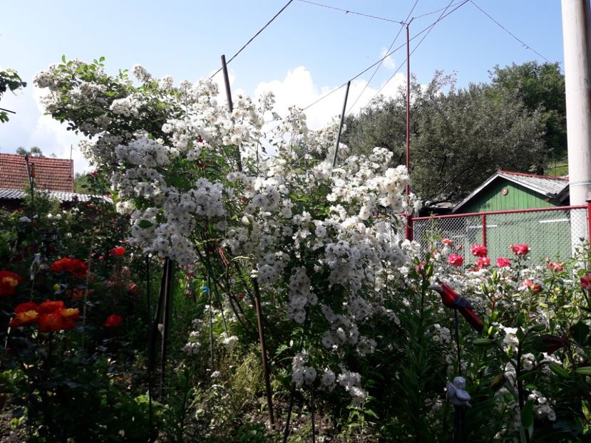  - IMAGINI MIXTE GRADINA 2018