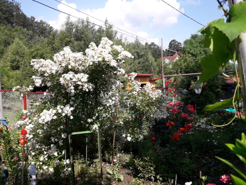  - IMAGINI MIXTE GRADINA 2018