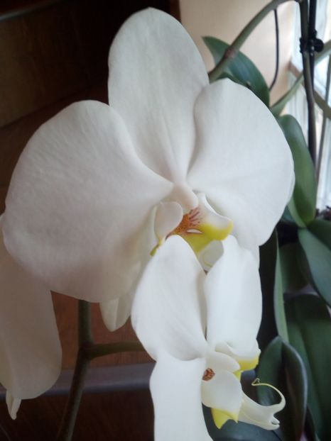  - reinflorire orhidee