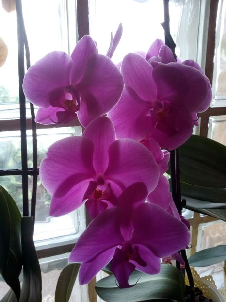  - reinflorire orhidee