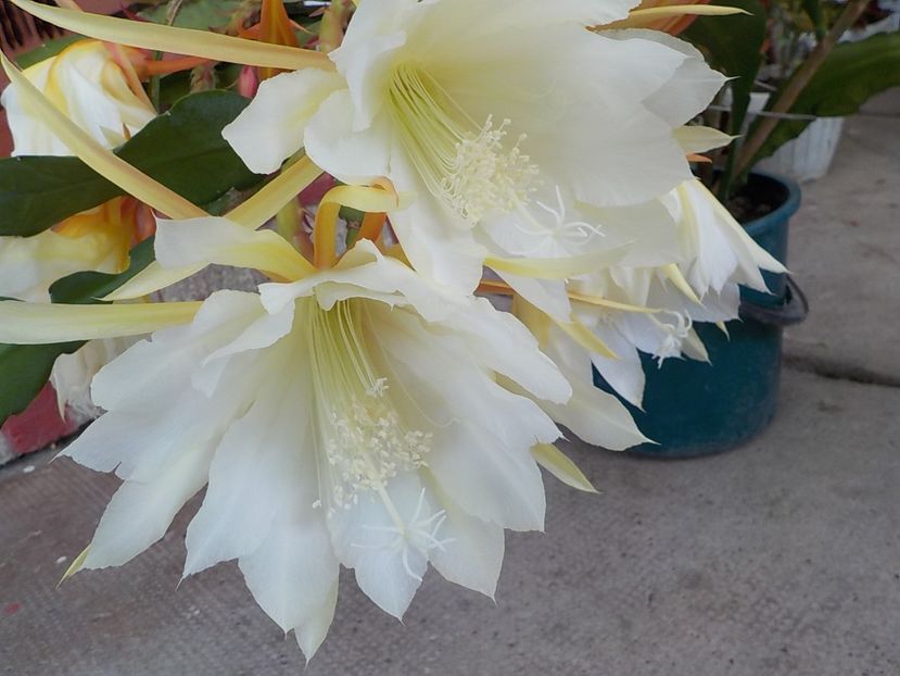  - Genul Epiphyllum