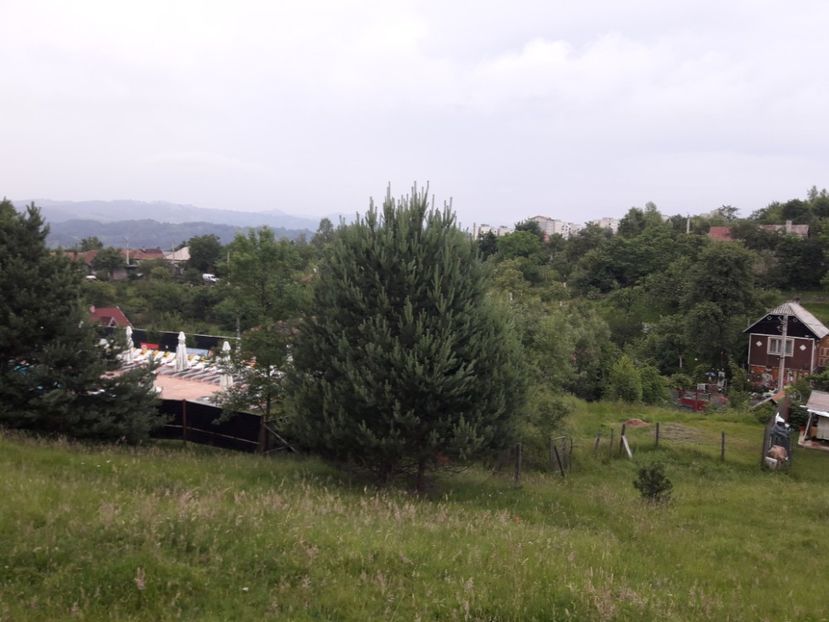  - IMAGINI MIXTE GRADINA 2018