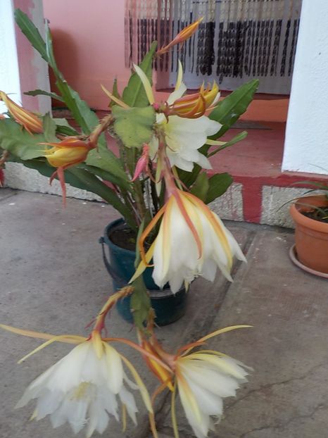  - Genul Epiphyllum