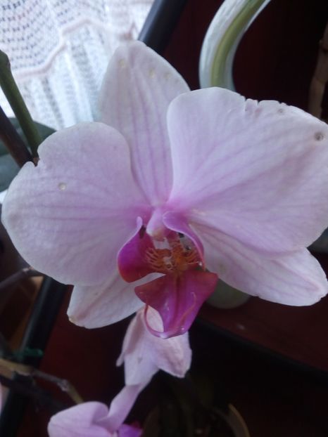  - reinflorire orhidee